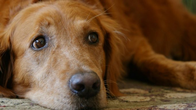 Ein Golden Retriever liegt entspannt auf einem Teppich und schaut aufmerksam.