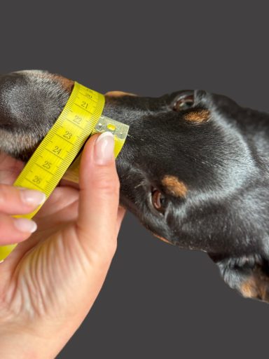 Hund mit Massband Eine Hand misst mit einem Maßband die Schnauze eines Hundes.