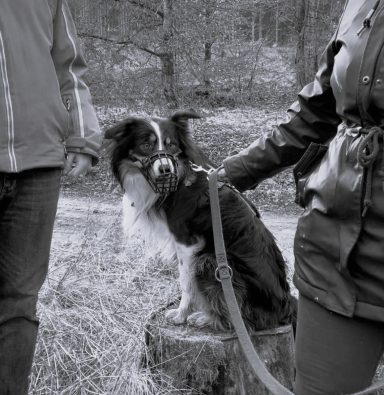 Ein Hund sitzt auf einem Baumstumpf, während zwei Personen ihn halten.