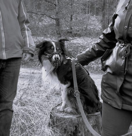 Training Maulkorb mit Hund Zwei Personen stehen neben einem Hund, der auf einem Baumstumpf sitzt.