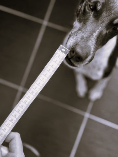 Ein Hund schnüffelt an einem Zollstock, der von einer Hand gehalten wird. Ein Hund schnüffelt an einem Zollstock, der von einer Hand gehalten wird.