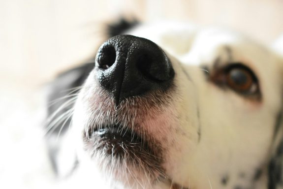 Nahaufnahme eines weißen Hundes mit schwarzen Flecken und sanftem Blick.