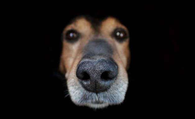 Großer, naher Blick auf das Gesicht eines Hundes mit einem deutlichen Nasenprofil.
