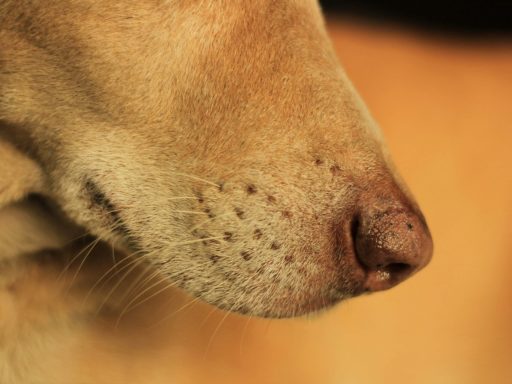 Nahaufnahme einer Hundeschnauze mit deutlich sichtbarem Fell und trockener Nase.