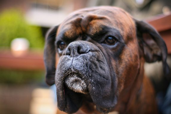 Nahaufnahme eines neugierigen Boxers mit einem ausgeprägten Gesichtsausdruck.