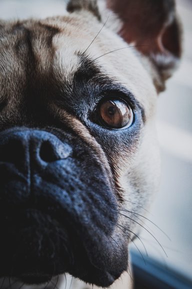 Nahaufnahme eines braunen Französischen Bulldoggenhundes mit großen, ausdrucksvollen Augen.
