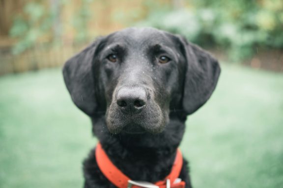 Schwarzer Labrador mit rotem Halsband, freundlich schauend.