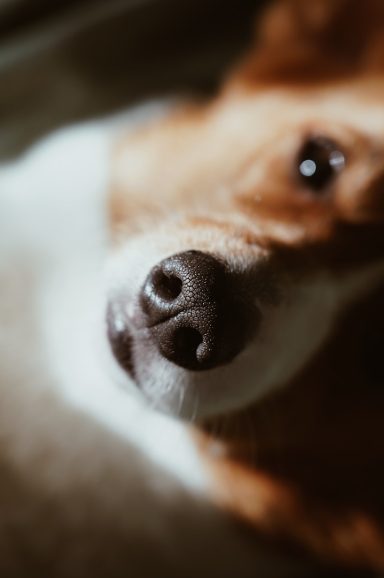 Nahaufnahme eines Hundes mit einem fokussierten Gesicht und großen Augen.