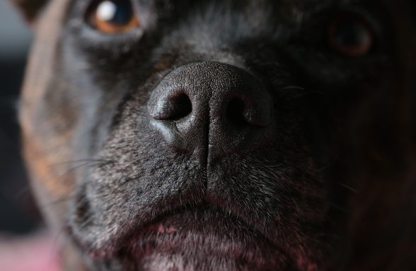 Nahaufnahme eines Hundes mit kräftigem Gesicht und dunklem Fell.