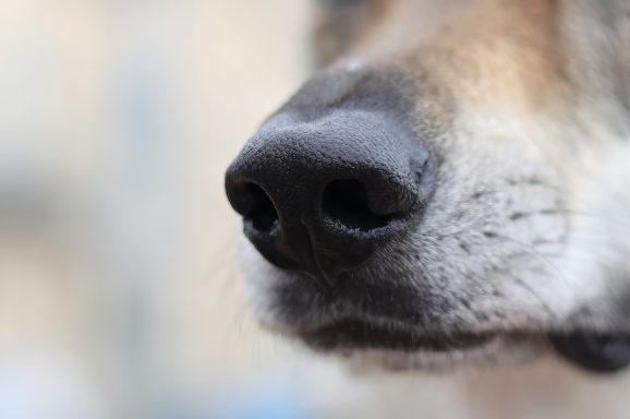 Nahaufnahme einer Hundeschnauze mit ausgeprägtem, feuchtem Nasenbereich.