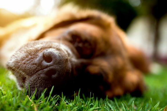 Ein ruhender Hund auf grünem Gras, mit weichem, unscharfem Hintergrund.