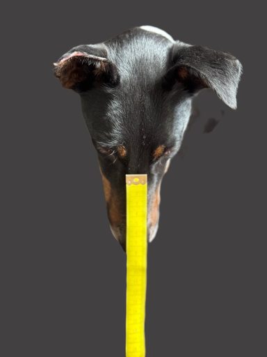 Hund hat Maßband auf der Schnauze Schwarzer Hund mit kurzen Ohren, der einen gelben Maßstab mit der Schnauze berührt.