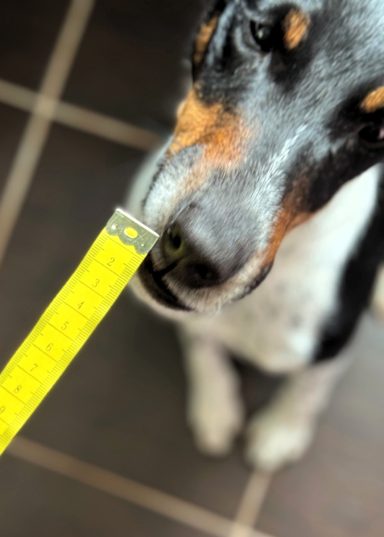 Hund mit Massband Schwarzer und weißer Hund mit einem Maßband, das nahe an seiner Schnauze gehalten wird.