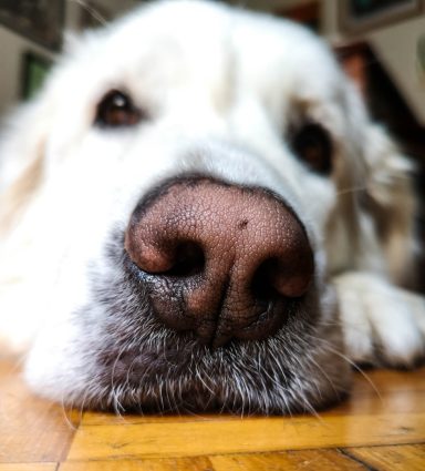 Ein naher Blick auf die Schnauze eines großen, weißen Hundes, der entspannt auf dem Boden liegt.