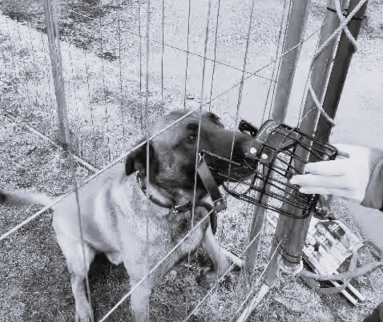 Maulkorbtraining Malinois Ein Hund mit Maulkorb sitzt hinter einem Zaun und wird von einer Hand gefüttert.