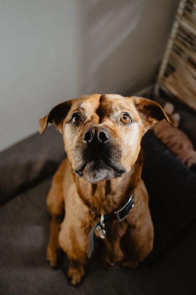 Brauner Hund mit aufmerksamen Blick, sitzt auf einem grauen Sofa.