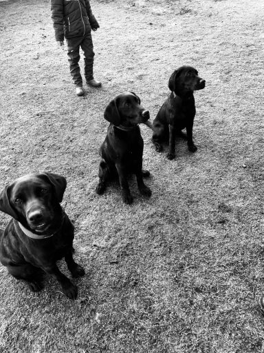 Drei schwarze Labrador Retriever sitzen in einem Feld, ein Mensch steht im Hintergrund.