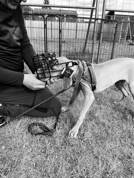 Maulkorbtraining Ein Mensch mit Maulkorb hält einen Hund an der Leine auf einer Wiese.
