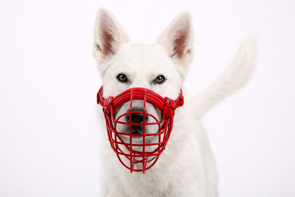Weißer Hund mit einem roten Maulkorb. Weißer Hund mit einem roten Maulkorb.