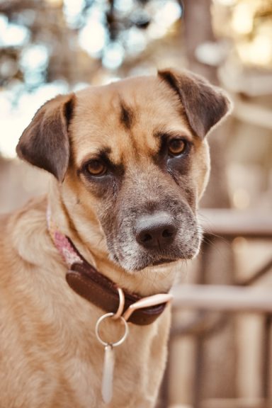 Brauner Hund mit einem nachdenklichen Ausdruck und braunem Halsband.