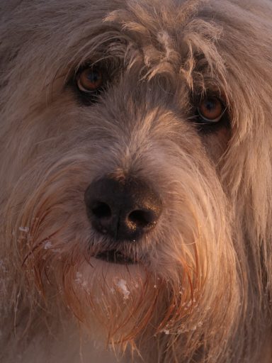 Nahaufnahme eines Hundes mit grauem Fell und einem sanften, neugierigen Blick.