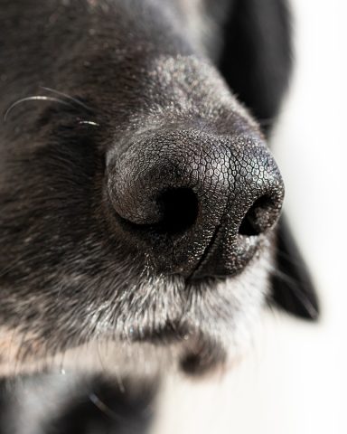 Nahaufnahme einer Hundeschnauze mit schwarzen und grauen Haaren.