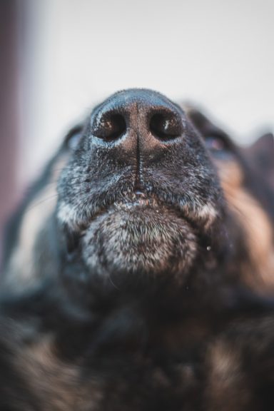 Nahaufnahme eines Hundes mit fokusiertem Blick und schönem Kopf.