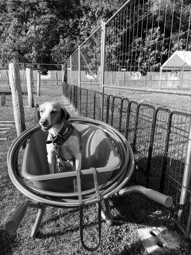Ein Hund sitzt in einer Schubkarre auf einem Grundstück mit einem Zaun.