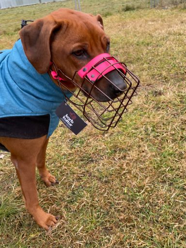 Hund mit Maulkorb trägt eine blaue Jacke auf einer Wiese. Hund mit Maulkorb trägt eine blaue Jacke auf einer Wiese.